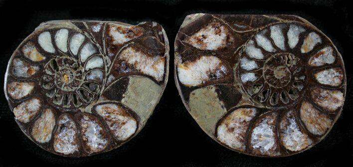 Iron Replaced Ammonite Fossil Pair #27552